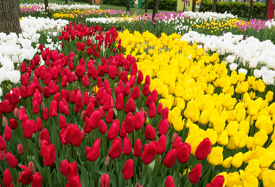 土耳其 <span>Turkey</span>