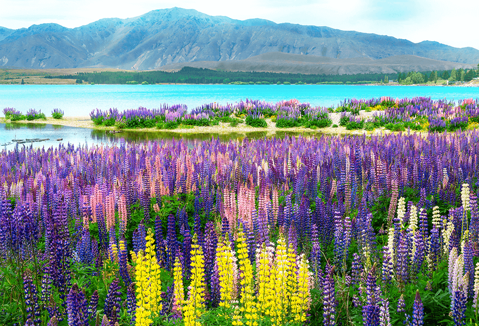 紐西蘭 <span>New Zealand</span>