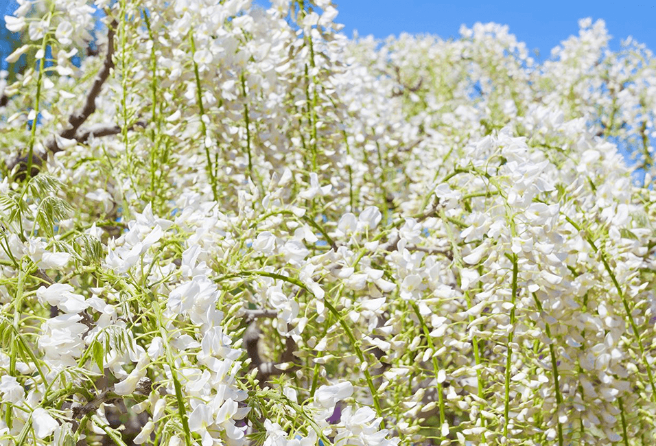 北海道 <span>Hokkaido</span>