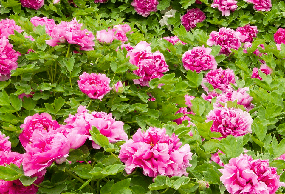 洛陽 <span>Loyang</span>