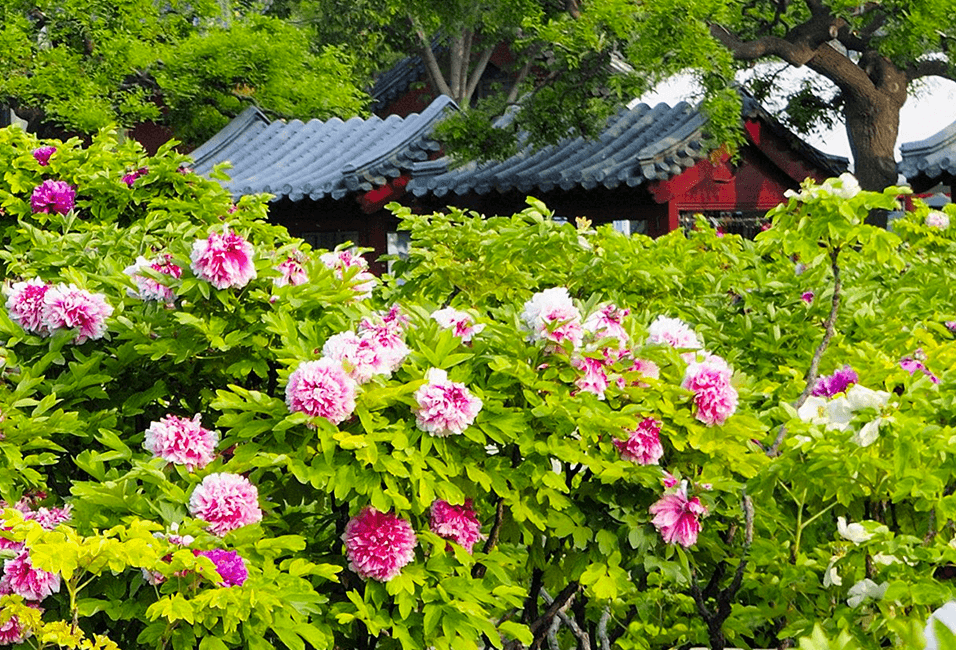 北京 <span>Beijing</span>