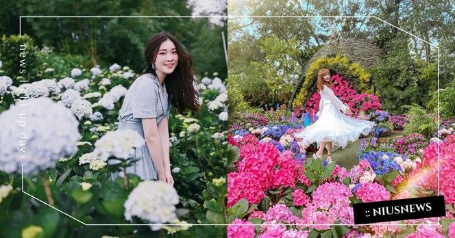 玩咖專欄_不能出門那就線上賞花！「竹子湖繡球花田」農友每日分享當日花況，還能外送把花訂回家